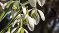 Snowdrops crocus fresh flower. Spring background