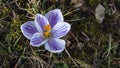 Snowdrops crocus fresh flower. Spring background