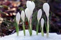 Snowdrops crocus Royalty Free Stock Photo