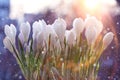Snowdrops crocus Royalty Free Stock Photo