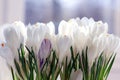 Snowdrops crocus Royalty Free Stock Photo