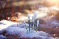 Snowdrops crocus Royalty Free Stock Photo