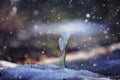 Snowdrops crocus Royalty Free Stock Photo