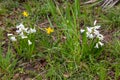 Snowdrops and daffodils in the grass by the roadside