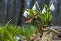 Snowdrops and dark forest