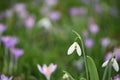 Beautiful spring time snowdrop in white and green with a blurred background of a field of pink purple crocus flowers Royalty Free Stock Photo