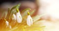 Snowdrops in the depths of the forest.