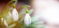 Snowdrops in the depths of the forest.