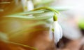 Snowdrops in the depths of the forest.