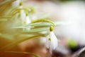 Snowdrops in the depths of the forest.