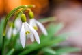 Snowdrops in the depths of the forest.