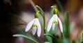 Snowdrops in the depths of the forest.