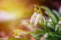 Snowdrops in the depths of the forest.