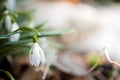 Snowdrops in the depths of the forest.