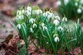 Snowdrops early flowering in spring forest - Galanthus nivalis in nature
