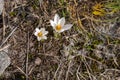 snowdrops in early spring in the mountains. flora. The awakening of nature after winter. two purple and white snowdrops