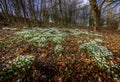 Snowdrops in early spring Royalty Free Stock Photo