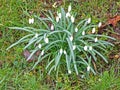 Snowdrops, early springtime outdoors, messengers of spring in nature, Zagreb