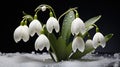 Snowdrops Emerging in the Shadow of a Crumbling Stable AI Generated