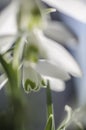 snowdrops