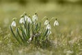 Snowdrops enlightened sun Royalty Free Stock Photo