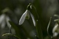 Snowdrops enlightened sun Royalty Free Stock Photo