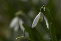 Snowdrops enlightened sun Royalty Free Stock Photo