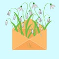 Snowdrops in an envelope. Cute surprise