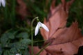 Snowdrops growing among fallen leaves Royalty Free Stock Photo