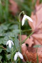 Snowdrops growing among fallen leaves Royalty Free Stock Photo