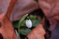 Snowdrops growing among fallen leaves Royalty Free Stock Photo