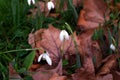 Snowdrops growing among fallen leaves Royalty Free Stock Photo