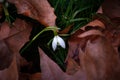 Snowdrops growing among fallen leaves Royalty Free Stock Photo