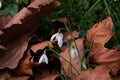 Snowdrops growing among fallen leaves Royalty Free Stock Photo