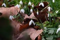 Snowdrops growing among fallen leaves Royalty Free Stock Photo
