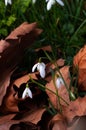 Snowdrops growing among fallen leaves Royalty Free Stock Photo