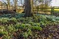 Snowdrops in February in John O`Gaunt valley, Leicestershire, UK