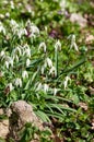 group of the Galanthus nivalis - the snowdrop, spring white flower in the garden Royalty Free Stock Photo
