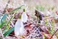 Galanthus nivalis - the snowdrop, spring white flower in the natural site Royalty Free Stock Photo