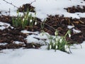 Snowdrops First Early Spring Flowers