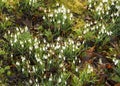 Snowdrops the first sign of Spring in Aden Park, Mintlaw, Aberdeenshire, Scotland,UK Royalty Free Stock Photo