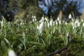 Snowdrops the first sign of spring under clear blue skies