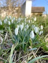 Snowdrops Royalty Free Stock Photo