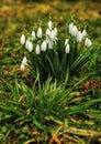 Snowdrops Royalty Free Stock Photo