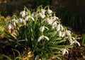 Snowdrops Royalty Free Stock Photo