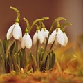 Snowdrops. First spring flowers in the grass. Natural colorful background in the garden. Galanthus Royalty Free Stock Photo