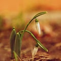 Snowdrops. First spring flowers in the grass. Natural colorful background in the garden. Galanthus Royalty Free Stock Photo