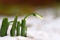 Snowdrops. First spring flowers in the snow. Natural colorful background in the garden. Galanthus