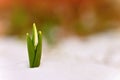 Snowdrops. First spring flowers in the snow. Natural colorful background in the garden. Galanthus Royalty Free Stock Photo