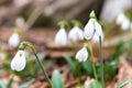 Snowdrops first spring flowers